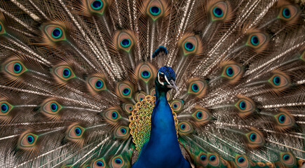 a close-up of a peacock with its feathers spread out in the air. The peacock is facing towards the right side of the image and its head is turned slightly to the left