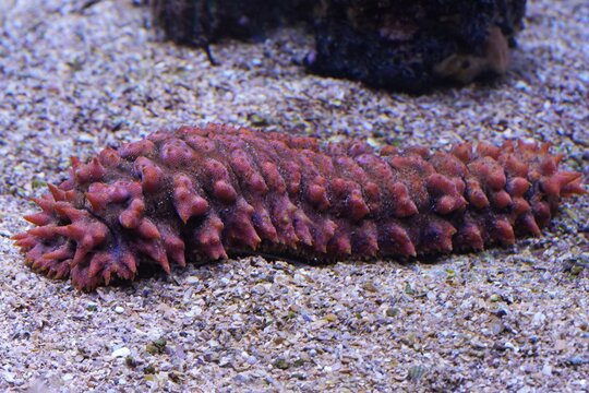Closeup on an light red colored armoured sea cucumber, Thelenota ananas in a marine aquarium display