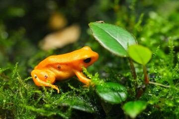 Closeup on a small orange colored endangered Golden Mantella aurantiaca from Madagascar posed on green moss