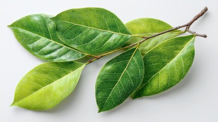 Several leaves from a plant are arranged on a light surface. The leaves show different shades of green and varied shapes highlighting their natural beauty.