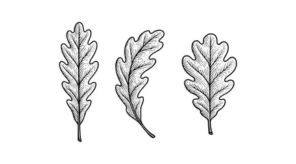 Fototapeta premium Detailed black and white illustration of oak leaves on a white background