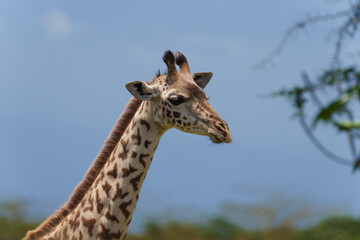 Giraffe or Giraffa tippelskirchi in Tanzania feeding by stripping leaves from around thorns of acacia
