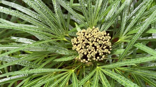 Closeup of Miagos Bush (Osmoxylon lineare)