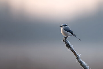 Obraz premium winter bird scene, graceful wild bird on frosty branch, winters crisp air, gentle sunrise, intricate feathers, peaceful ambiance