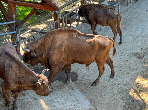 Bisons in the "Bison Enclosure" in Pszczyna, Poland