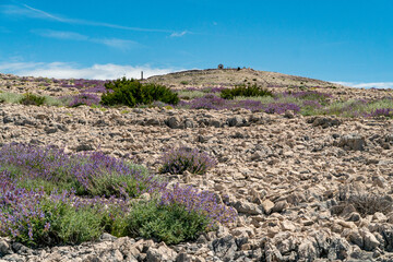 Hiking routes on the Pag Island in Croatia.