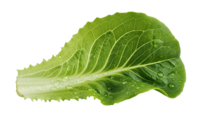 Fresh green lettuce leaf with dew drops on white background, healthy food concept