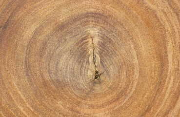 Fototapeta premium brown wooden texture