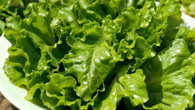 a crisp 4k macro food title capturing vibrant fresh lettuce with lush green leaves presented in a bright appetizing way emphasizing natural textures hydration and garden fresh appeal perfect for