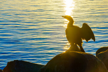 Little black shag sunning itself in suns light trail on Tauranga downtown waterfront