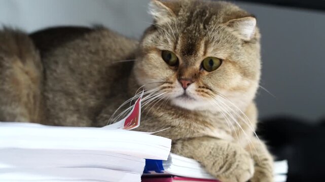 Fluffy domestic cat resting on cozy stack of papers, showcasing its soft fur and relaxed posture, creates tranquil atmosphere filled with charm and calmness
