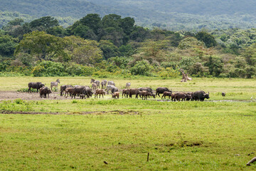 Obraz premium Typical African landscape with herds of buffalo and zebra with family of giraffe sitting in background.