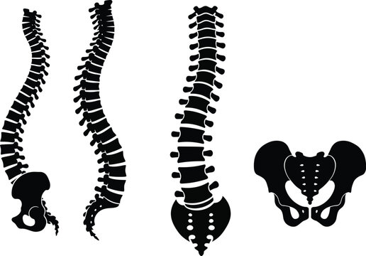 Anatomical spine and pelvis illustration with different views on transparent background silhouette