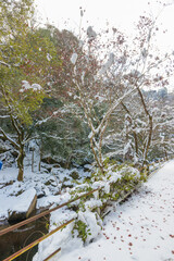 耶馬渓の雪景色（大分県中津市耶馬渓）