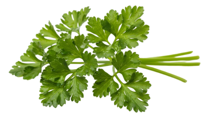 Fresh parsley herb sprig with green leaves on white background