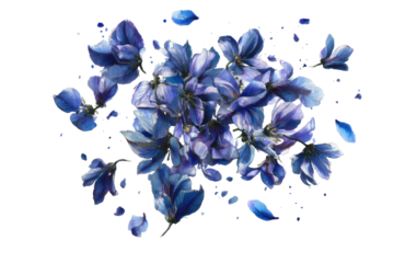 Blue flower cluster blooms. Isolated on black, loose petals float