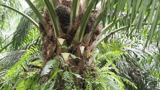Farmer is harvesting the oil palm fruit and pruning the fronds.