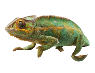 Chameleon with green, yellow, and brown scales walks across the frame