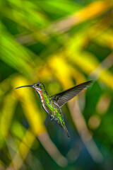 Naklejka premium blue-chinned sapphire or blue-chinned emerald ,Chlorestes notata