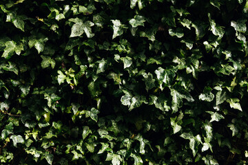 Lush green ivy leaves densely cover a textured wall, creating a vibrant natural backdrop that...