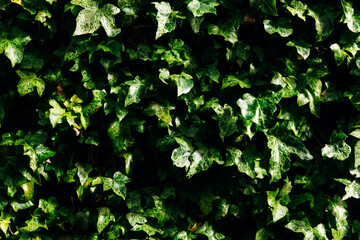 Fototapeta premium Lush green ivy leaves create a vibrant natural backdrop, showcasing intricate textures and patterns, ideal for nature-themed projects and environmental concepts with copy space