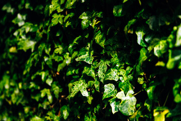 Lush green ivy leaves create a vibrant natural backdrop, showcasing intricate textures and patterns, emphasizing the beauty of nature and its organic elements