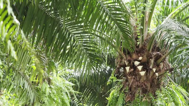 Farmer is harvesting the oil palm fruit and pruning the fronds.