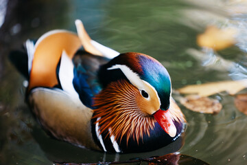 Colorful mandarin duck swimming gracefully on a serene pond, surrounded by soft reflections and...