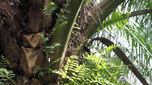 Farmer is harvesting the oil palm fruit and pruning the fronds.