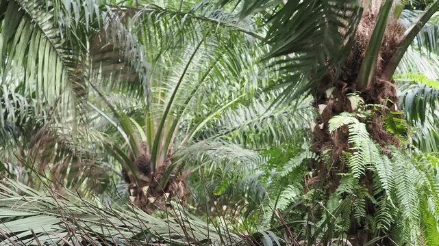 Farmer is harvesting the oil palm fruit and pruning the fronds.