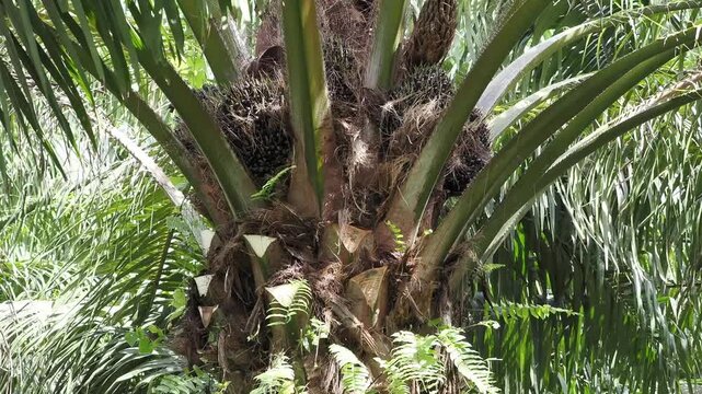 Farmer uses a sickle to harvest oil palm bunches and prune the fronds