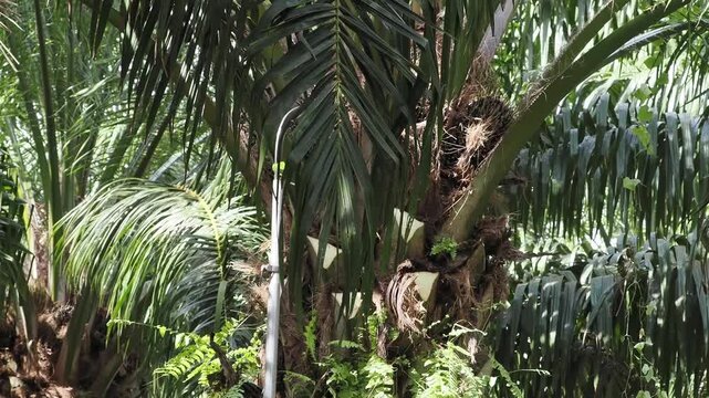 Farmer uses a sickle to harvest oil palm bunches and prune the fronds