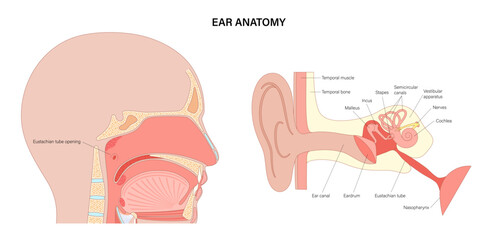 Eustachian tube poster