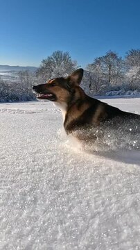 SLOW MOTION, LOW ANGLE, CLOSE UP, LENS FLARE: Playful mixed breed shelter dog runs in the deep snow on a sunny winter day. Cool shot of and adorable brown puppy cheerfully running in powder snow.