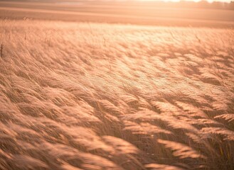 Golden Hour Meadow With Wispy Grass Swaying In The Soft Sunlight Creating A Dreamy And Serene Landscape
