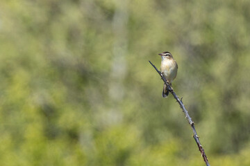 Sedge Warbler (Acrocephalus schoenobaenus) - Common in wetlands across Europe and West Asia
