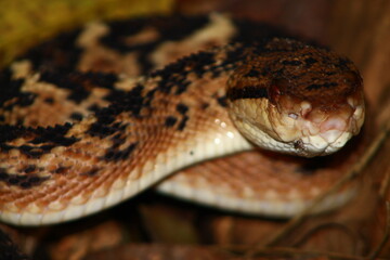 snake lachesis