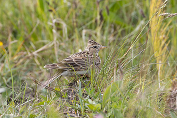 Skylark (Alauda arvensis), common in open grasslands marshes and farmland across Europe