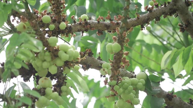 Uncovering the Beauty of Amla Trees  A Visual Journey Through the Orchid of Immortality