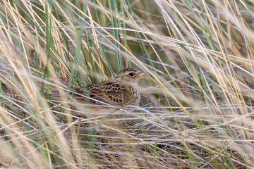 Skylark (Alauda arvensis), common in open grasslands marshes and farmland across Europe