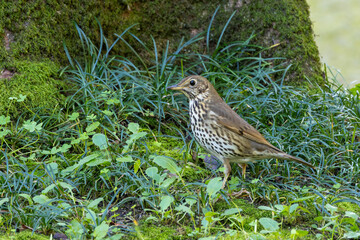 Song Thrush (Turdus philomelos) - Common in woods parks and gardens across Ireland
