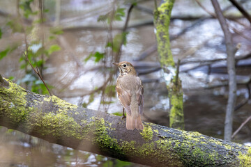 Song Thrush (Turdus philomelos) - Common in woods parks and gardens across Ireland