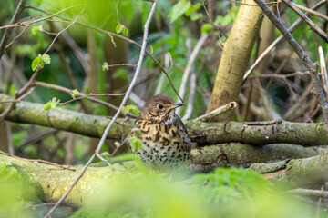 Song Thrush (Turdus philomelos) - Common in woods parks and gardens across Ireland