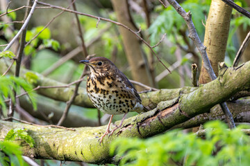 Song Thrush (Turdus philomelos) - Common in woods parks and gardens across Ireland