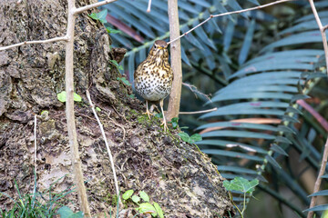 Song Thrush (Turdus philomelos) - Common in woods parks and gardens across Ireland