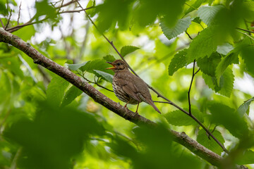 Song Thrush (Turdus philomelos) - Common in woods parks and gardens across Ireland