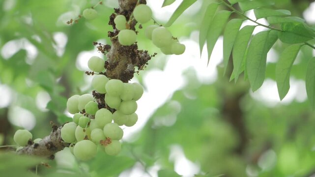 Vibrant Green Amla Tree  Bountiful Fruits Await