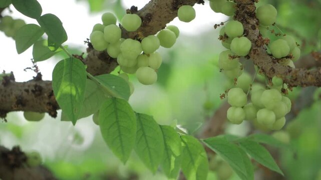 Amla Trees FruitBearin Bliss in Spring