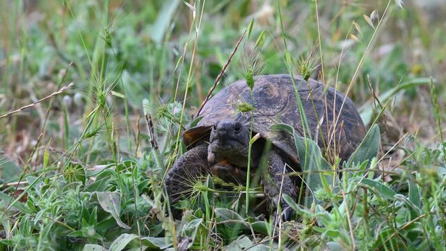 Close-up video footage of a black tortoise (Testudo) resting among the grass, with a blood-sucking tick (parasite) attached to its chin.