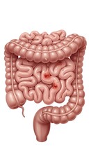 Detailed illustration of the human intestines with a visible intestinal tract and appendix
